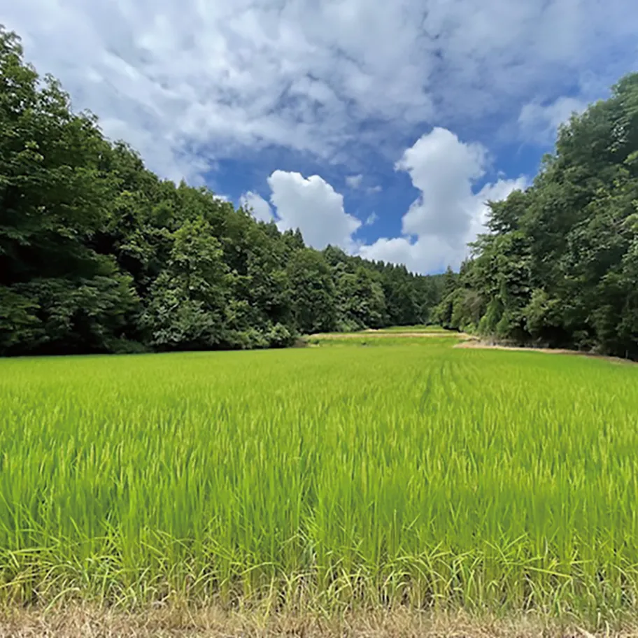 畑の景色