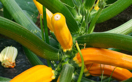 夏野菜の定番「ズッキーニ」のイメージ