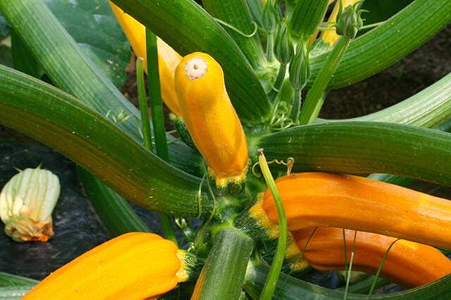 夏野菜の定番「ズッキーニ」のイメージ